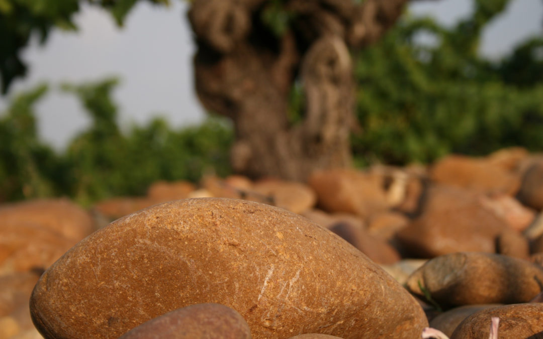 Châteauneuf du Pape Blanc 2023, dégustations par Wine Advocate et Jeb Dunnuck