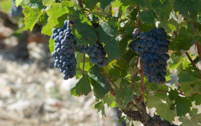 Les vendanges: l’art de cueillir l’excellence